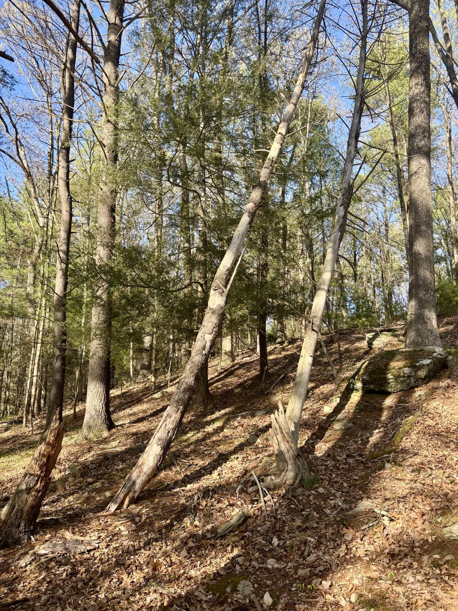 Spring at Teaberry Acres