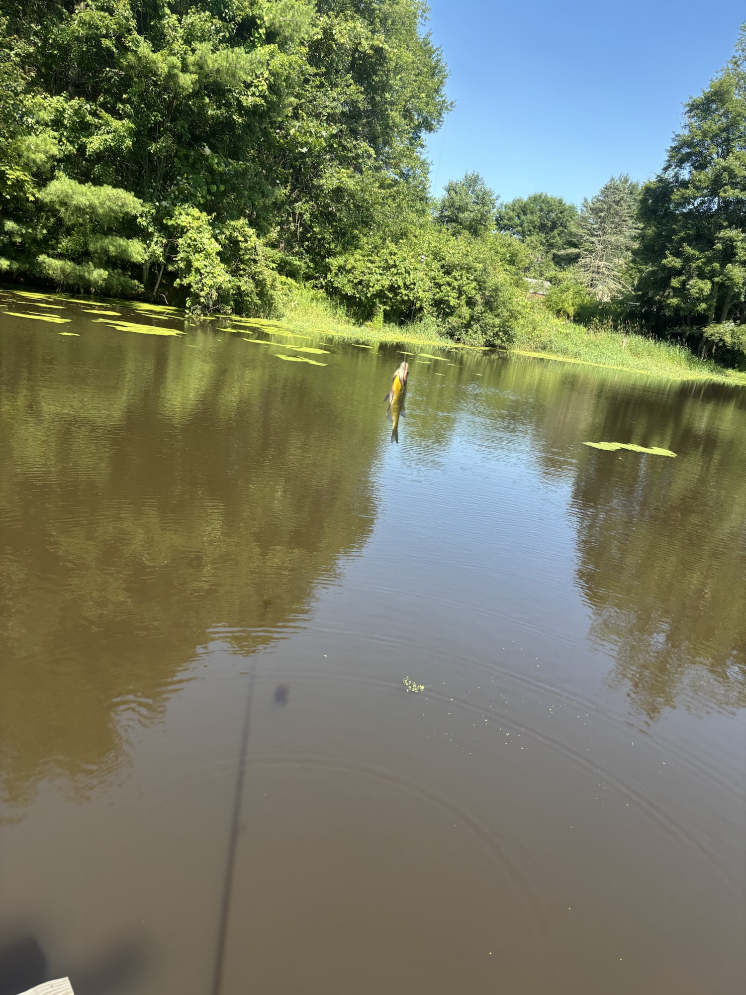 Sunnies and Bluegills
